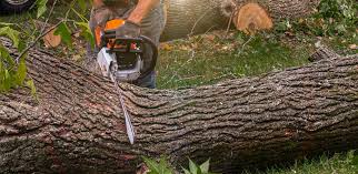 Professional Tree Care Services in Ellis, KS